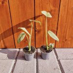 Monstera skvelá (Monstera deliciosa)  ‘MINT VARIEGATED’ - výška 10-15 cm, kont. P6